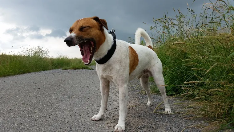 Dog Yawning On Field Against Cloudy Sky
