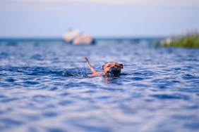 Staffordshire bullterrier swiming