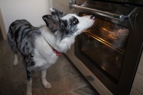 Domestic pet border collie checking on food in oven,Poland