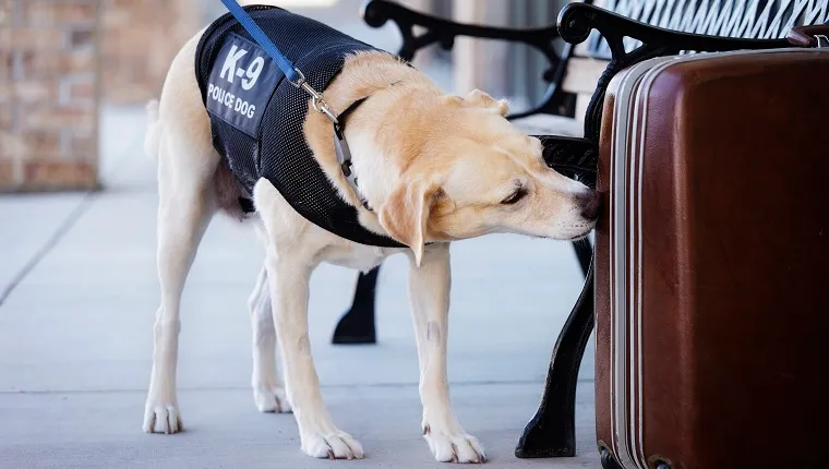An explosives and drug-sniffing police dog investigating a abandoned suitcase.