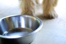 Close-up of bowl with shaggy dog (forelegs only) standing behind.