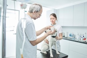 Veterinarian examining dog's eye, veterinarian assistant