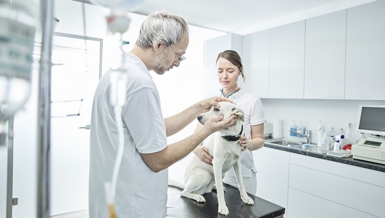 Veterinarian examining dog's eye, veterinarian assistant