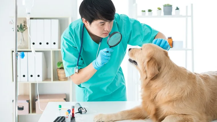 Veterinarians are checking the golden retriever's dog health. A vet wearing a stethoscope on his neck is carrying a Golden Retriever dog. Eye examination.