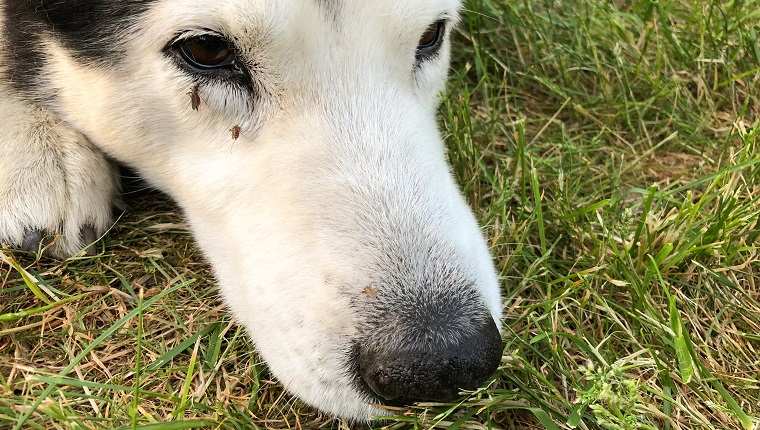 Keeping mosquitoes hot sale off dogs