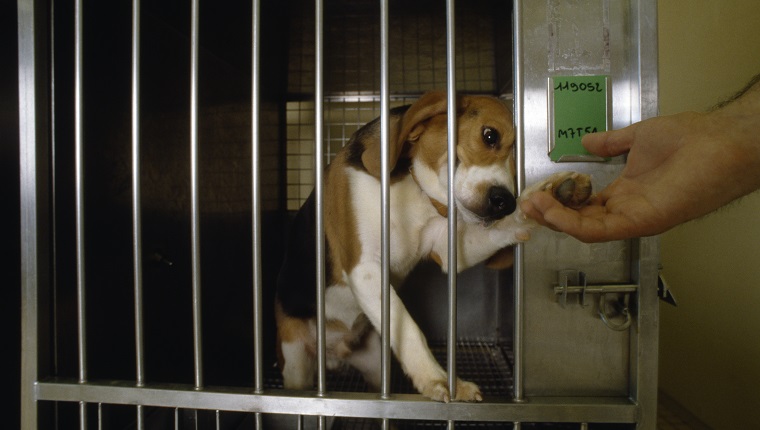 A beagle reaches out to a hand from his cage at a toxicology lab of pharmaceutical company Rhone-Poulenc Rorer, Inc. in Vitry, France. | Location: Vitry, France.