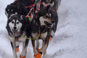 WILLOW, AK - MARCH 08: Sled dogs of Thomas Waerner's (Torpa, Norway) team run during the restart of the 2020 Iditarod Sled Dog Race at Willow Lake on March 8, 2020 in Willow, Alaska.