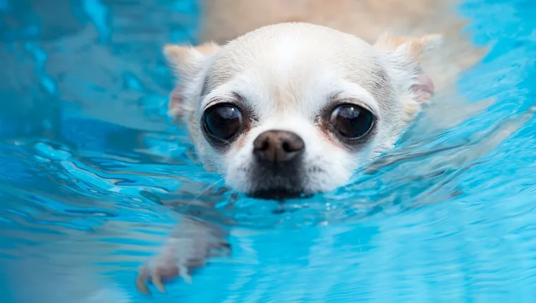 Pet chihuahua swimming in a pool with a concerned or desperate expression on her face