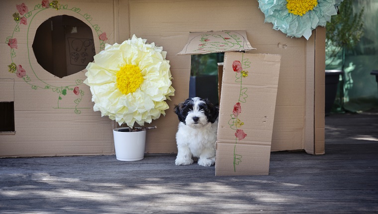 Black and white puppy sitting in the doorway of a homemade house made from recycled cardboard boxes
