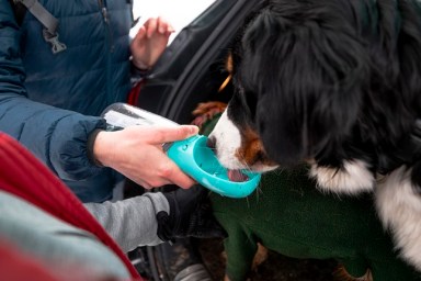 An over the shoulder view of an unrecognisable female couple walking their dogs for their dog walking business. They are giving the dogs a drink of water from a portable water bowl as they get them ready to go for a walk in the snow in Cramlington in a nature reserve.