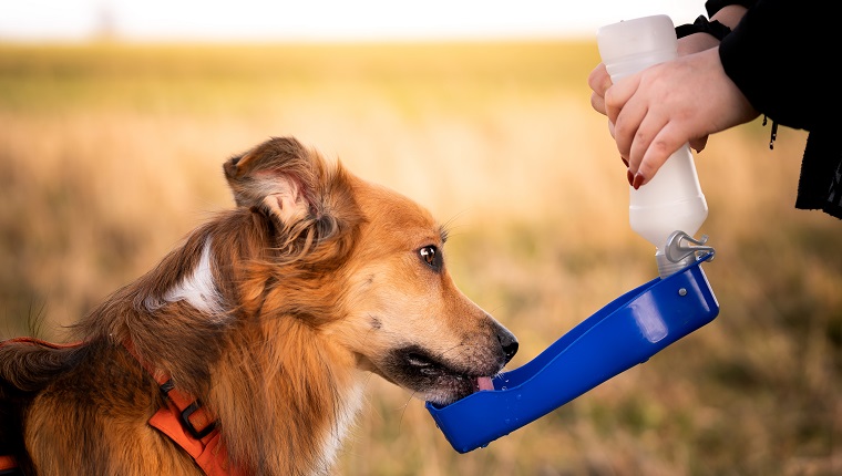The owner gives his dog water while walking. Border collie dog drinks water from a tourist bowl. Outdoor photo