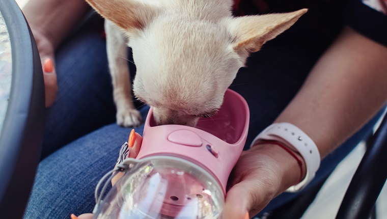 Portable container for water. Lifestyle for pets and people. A mini chihuahua sits on the lap of its owner and drinks water from a dog drinker. Pet care concept.