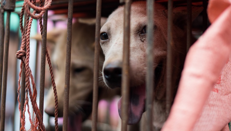 China's Yulin Dog Meat Festival Needs To Stop! Here's What You Can Do ...