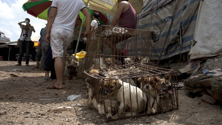 YULIN, CHINA - JUNE 21: Caged dogs wait to be sold in a market on June 21, 2015 in Yulin, China.  Yulin's dog meat festival, where some 10,000 dogs are slaughtered and served up as meals, is often wrongly assumed to be an ancient Chinese tradition. In fact, the festival only dates back to 2009 when it was launched in the city in China's southwest to celebrate the summer solstice.  PHOTOGRAPH BY Feature China / Future Publishing 