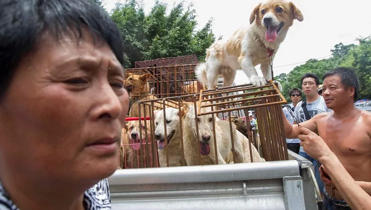An femle activist protests and try their best to rescue dogs are caged at a free market ahead of the Yulin Dog Eating Festival in Yulin city, south China's Guangxi Zhuang Autonomous Region on 20th June 2014. About 10,000 dogs will be slaughtered for their meat at the Lychee and Dog Meat Festival in Yulin in Guangxi province on Sunday and Monday to mark the summer solstice, state media said.he tradition of eating dog meat dates back four or five hundred years in China, South Korea and other countries, as it is believed to ward off the heat of the summer months, according to state news agency Xinhua. 