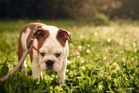 sad-looking bulldog in the park, backlit by sunlight. Soft shalow focus. Three-months old female English Bulldog