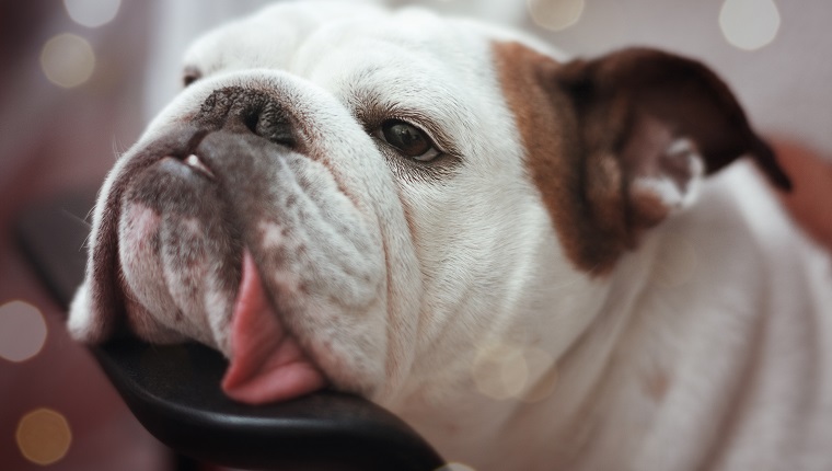 U.K. Vets Suggest People Stop Buying Bulldogs Due to Health Issues