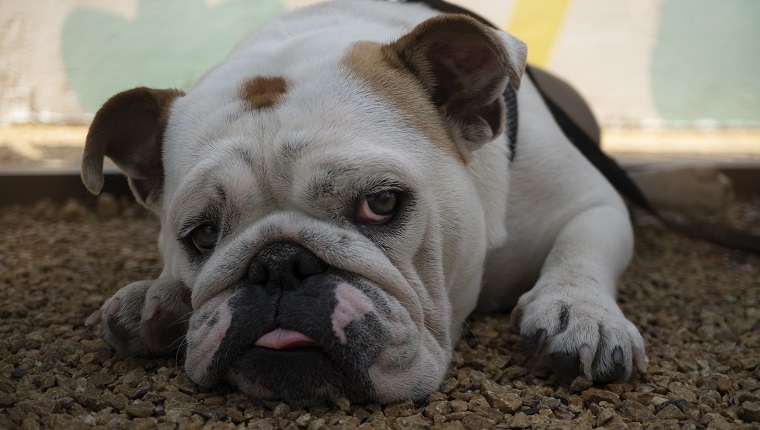 Sleepy English Bulldog puppy. Emotional dog face close up. Beautiful thoroughbred pet