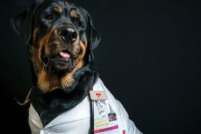 therapy rottweiler
