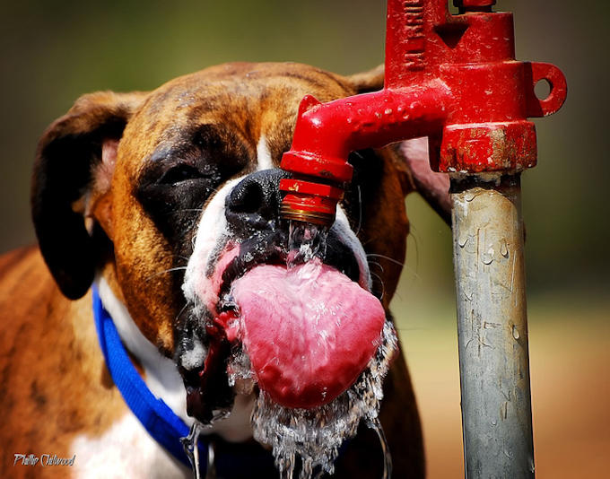 Excess Chloride in the Blood in Dogs Symptoms, Causes, & Treatments