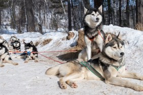 ancient siberian dog