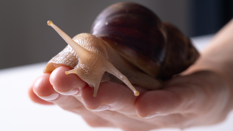 giant african snail