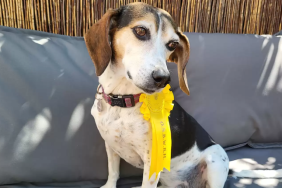 missing beagle