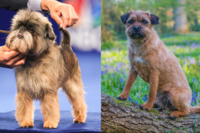 affen border terrier