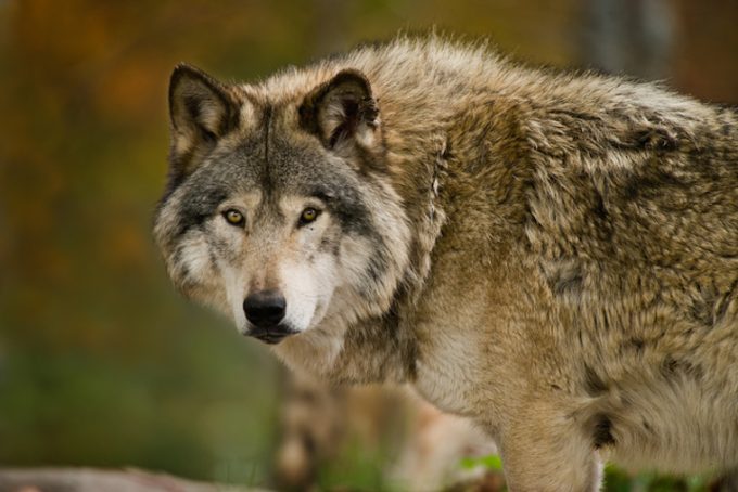 Dog Ancestry Traced to Two Populations of Ancient Grey Wolves