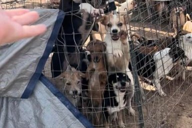 150 dogs rescued