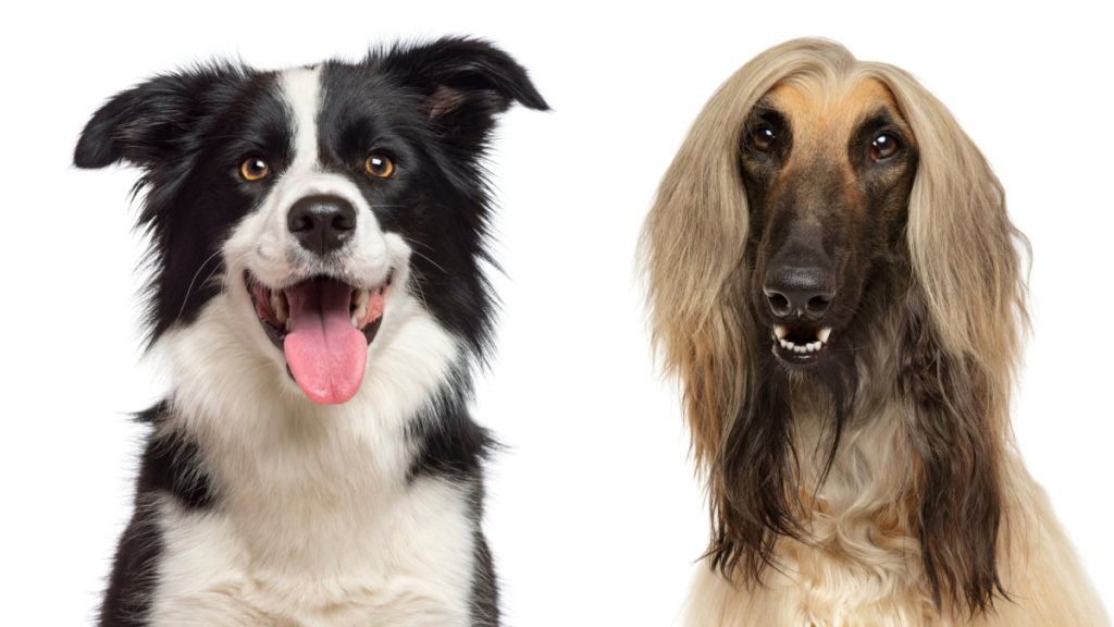 A collage of the parent breeds of the Afghan Collie, an Afghan Hound and Border Collie mix.