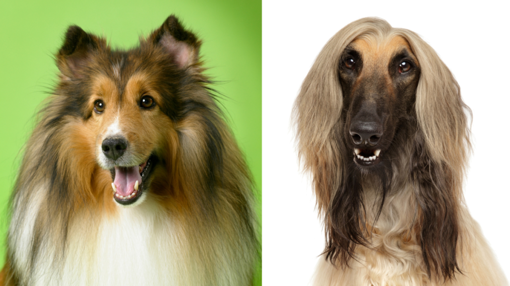 A collage of the parent breeds of the Afollie, a mix of the Afghan Hound and the Collie.