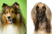 A collage of the parent breeds of the Afollie, a mix of the Afghan Hound and the Collie.