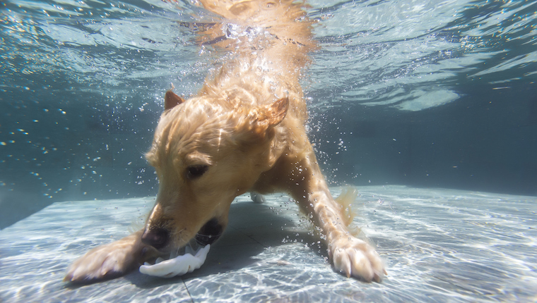 Spectacular How Long Can Dogs Hold Their Breath Landscape for Your Screen Spectacular How Long Can Dogs Hold Their Breath Landscape for Your Screen