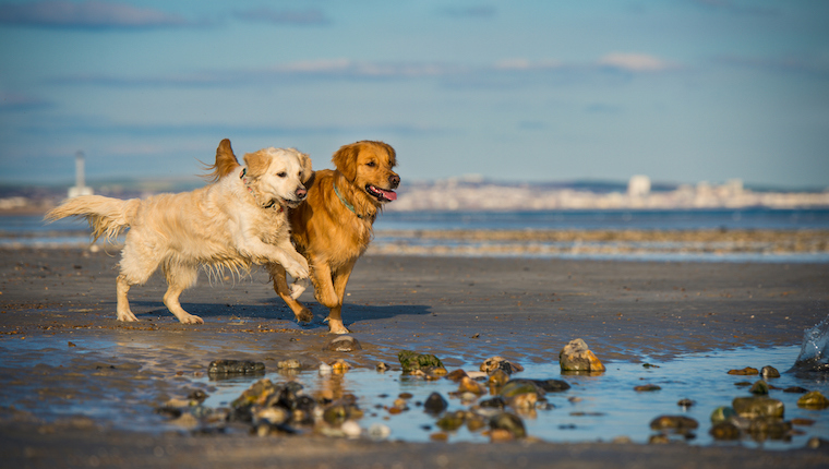 Being Environmentally Conscious On Your Pup's Beach Day