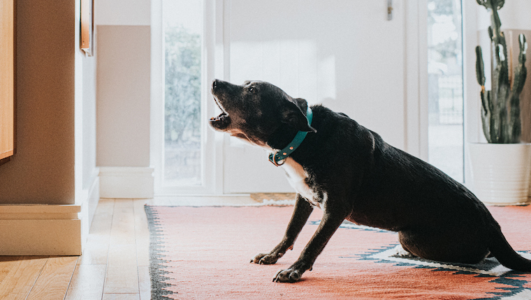 Teach dog to store speak on command