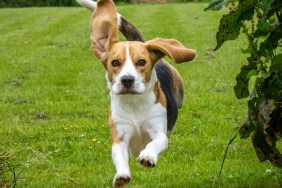 rescue beagle