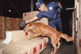 detection dogs