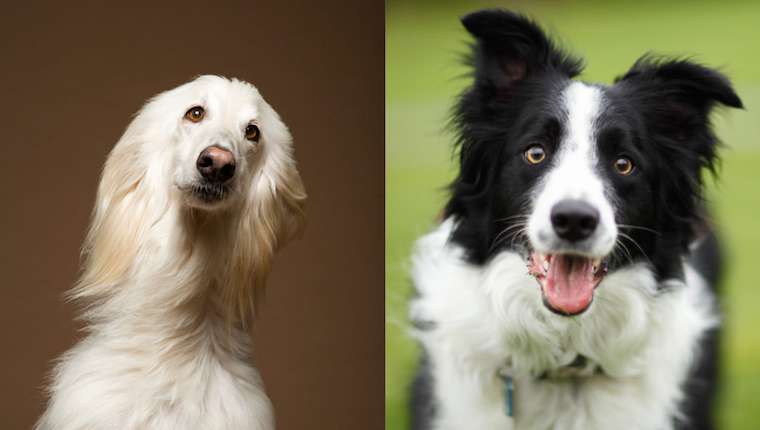 afghan collie