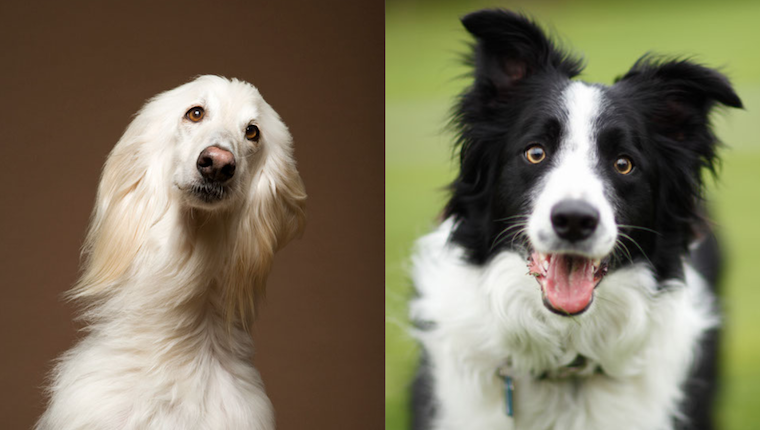 Border Collie Breed: Characteristics, Care & Photos