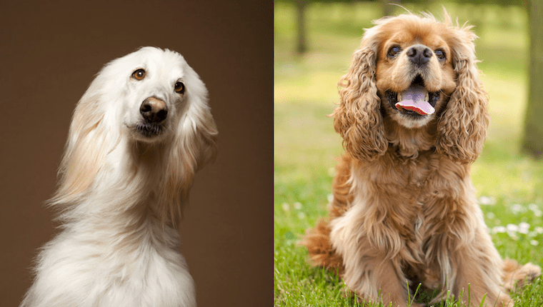 Afghan Spaniel Dog Breed Information & Characteristics