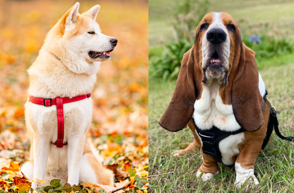 Akita Basset Dog Breed Pictures, Characteristics, and Facts