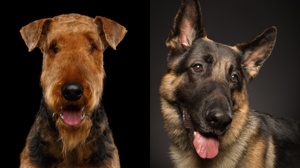 A collage of the parent breeds of the Airedale Shepherd, an Airedale Terrier and German Shepherd Dog.