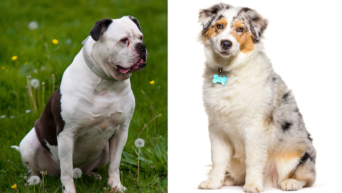 American Bull Aussie Pictures, Characteristics, and Facts