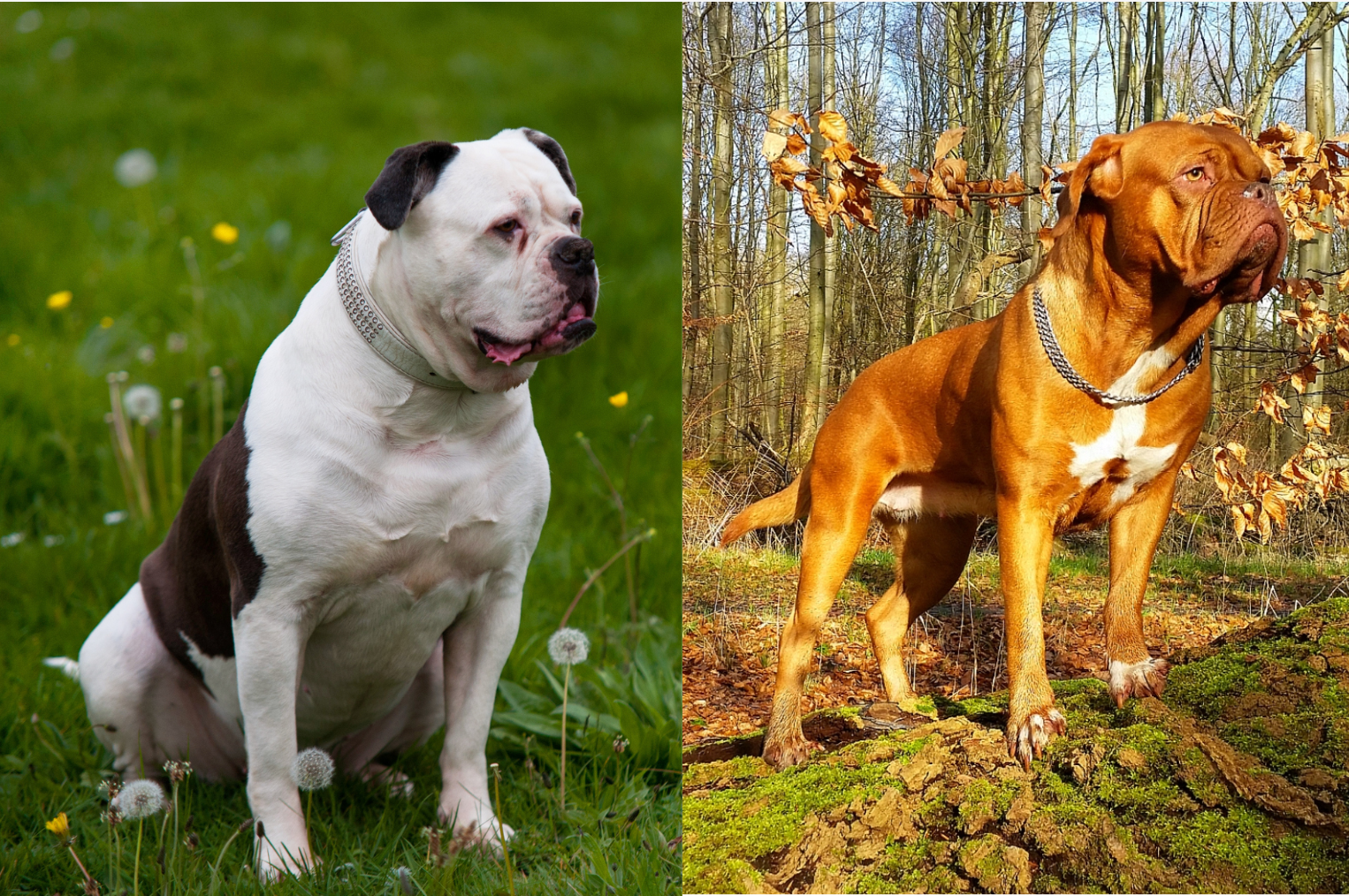american bulldog vs english bulldog vs french bulldog