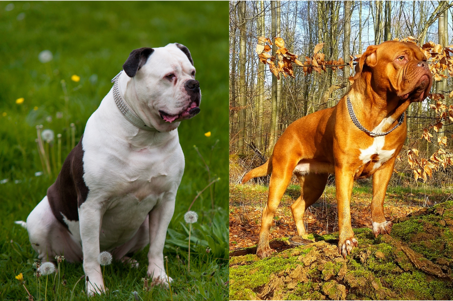 are american bulldogs as aggressive as pit bulls