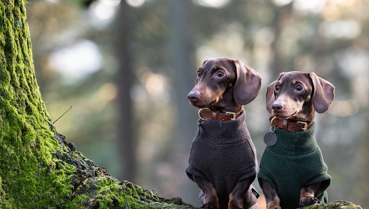 Dachshund hot sale barbour coat