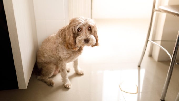 Glucosuria in Dogs: Symptoms, Causes, & Treatments - DogTime - Causes Bladder Glucosuria Feline