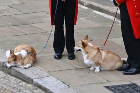 The Queen's Corgis waiting outside at Windsor