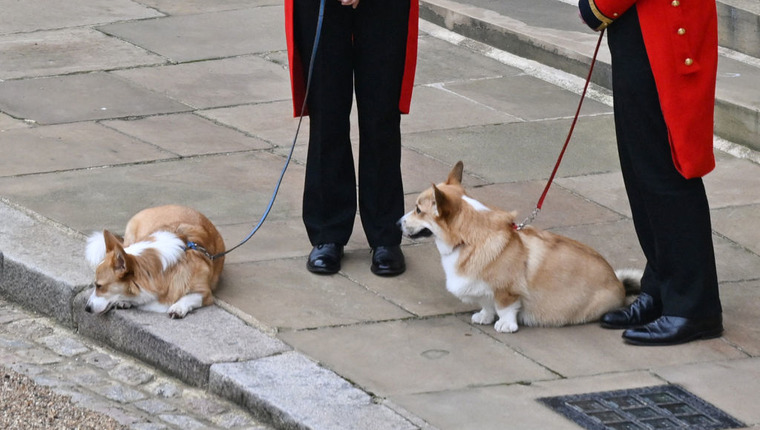 The Queen's Corgis waiting outside at Windsor